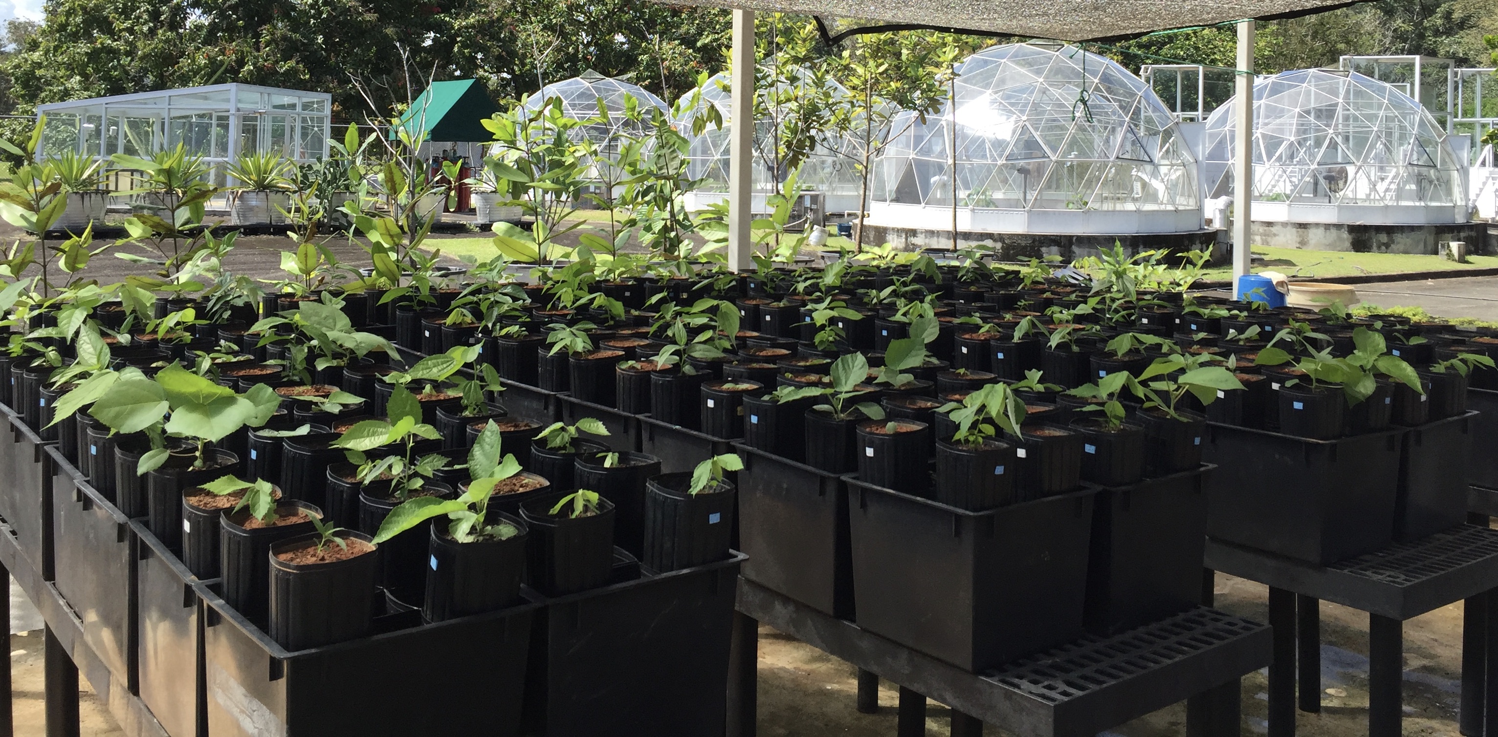 Greenhouse experiment